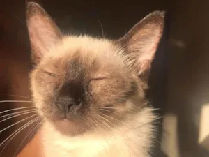 Gato raça SRD-ViraLata idade 7 a 11 meses nome Lilly 
