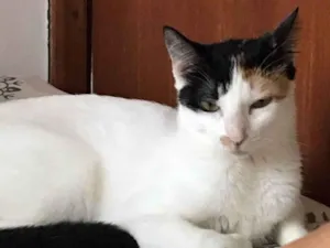 Gato raça SRD-ViraLata idade 1 ano nome Miette