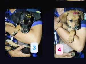 Cachorro raça SRD-ViraLata idade 2 a 6 meses nome Filhotes
