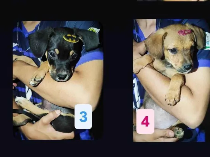 Cachorro ra a SRD-ViraLata idade 2 a 6 meses nome Filhotes