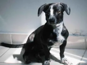 Cachorro raça SRD-ViraLata idade 1 ano nome Kiara(Kiki)