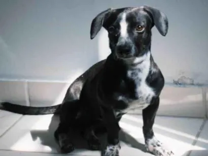 Cachorro raça SRD-ViraLata idade 1 ano nome Kiara(Kiki)
