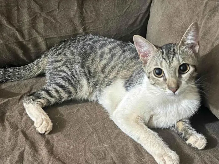 Gato ra a SRD-ViraLata idade 2 a 6 meses nome Nina