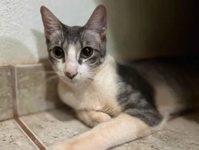 Gato raça SRD-ViraLata idade 2 a 6 meses nome Chanel