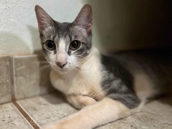 Gato ra a SRD-ViraLata idade 2 a 6 meses nome Chanel