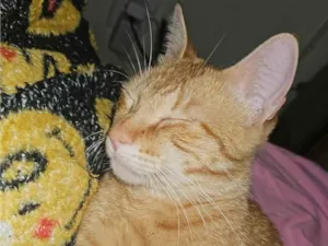 Gato raça SRD-ViraLata idade 7 a 11 meses nome Galego
