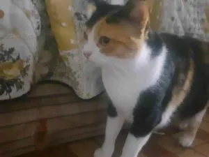 Gato raça SRD-ViraLata idade 6 ou mais anos nome Amora 