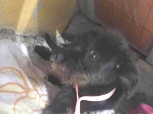 Cachorro raça SRD-ViraLata idade 2 a 6 meses nome Jade