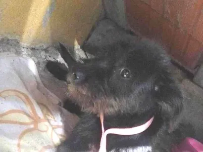 Cachorro raça SRD-ViraLata idade 2 a 6 meses nome Jade