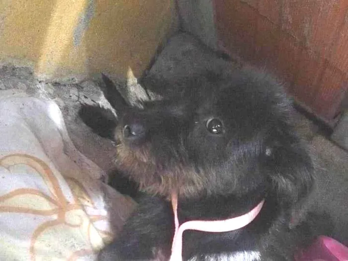 Cachorro ra a SRD-ViraLata idade 2 a 6 meses nome Jade