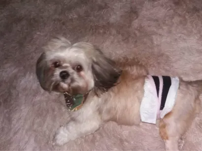 Cachorro raça Shitzu idade 6 ou mais anos nome Alvin 