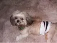 Alvin