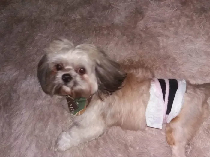 Cachorro ra a Shitzu idade 6 ou mais anos nome Alvin