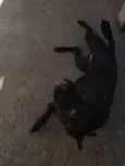 Nala