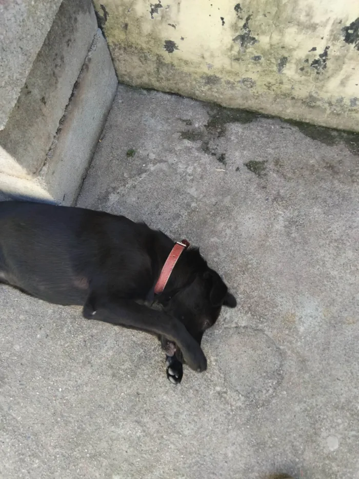 Cachorro ra a SRD-ViraLata idade 2 a 6 meses nome Nala 