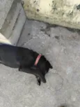 Nala