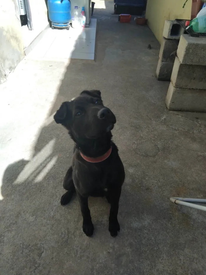 Cachorro ra a SRD-ViraLata idade 2 a 6 meses nome Nala 