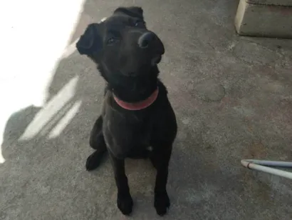 Cachorro raça SRD-ViraLata idade 2 a 6 meses nome Nala 