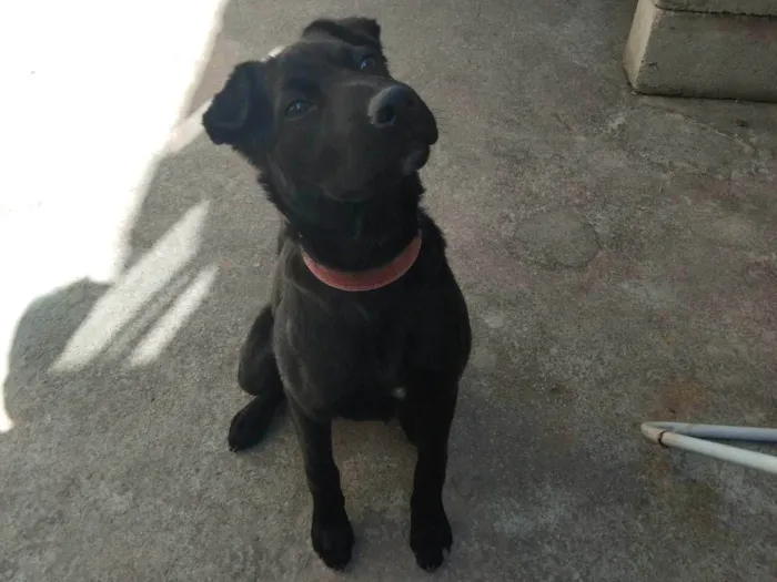 Cachorro ra a SRD-ViraLata idade 2 a 6 meses nome Nala 