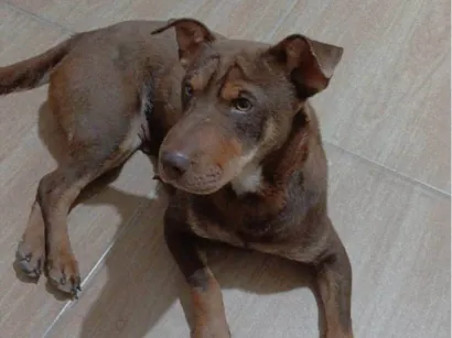 Cachorro raça SRD-ViraLata idade 1 ano nome Jade 