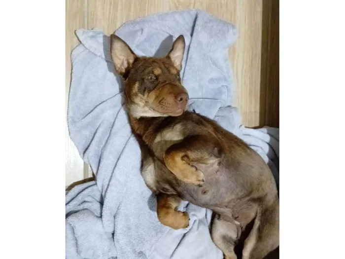 Cachorro ra a SRD-ViraLata idade 1 ano nome Jade 