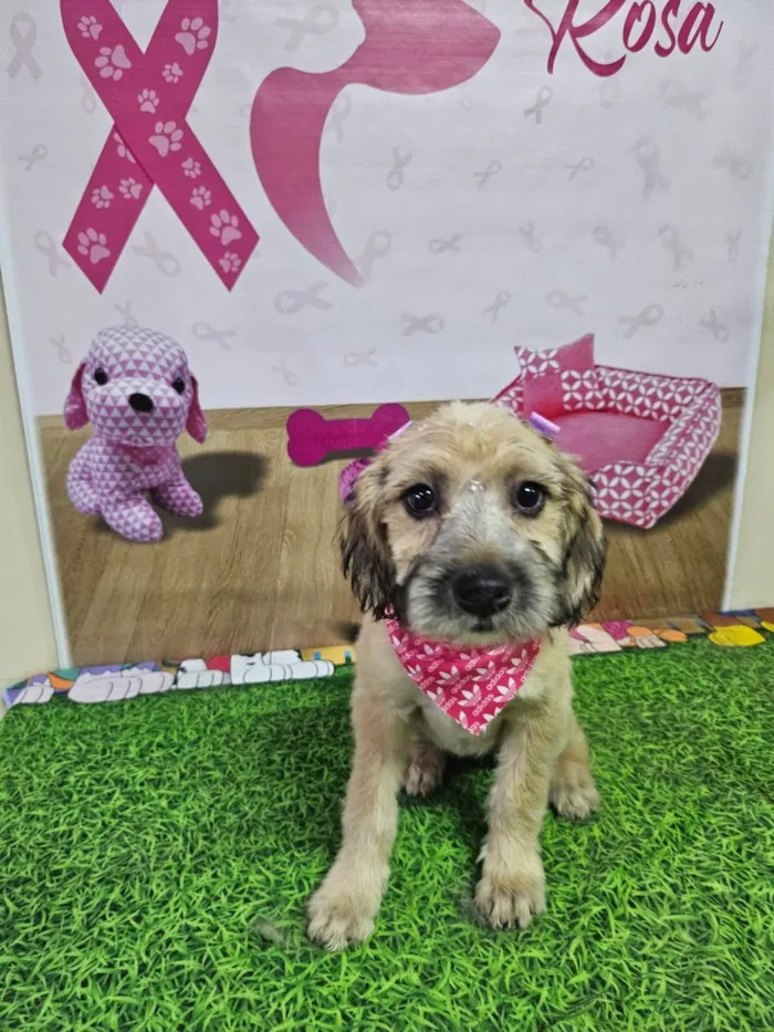 Cachorro ra a SRD-ViraLata idade 2 a 6 meses nome QUITERIA MORENO DA SILVA