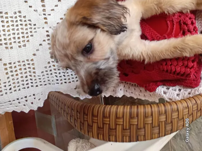 Cachorro ra a SRD-ViraLata idade 2 a 6 meses nome QUITERIA MORENO DA SILVA