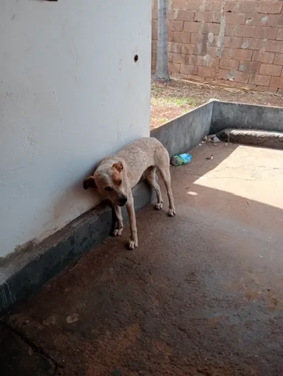 Cachorro raça SRD-ViraLata idade 1 ano nome Atena 