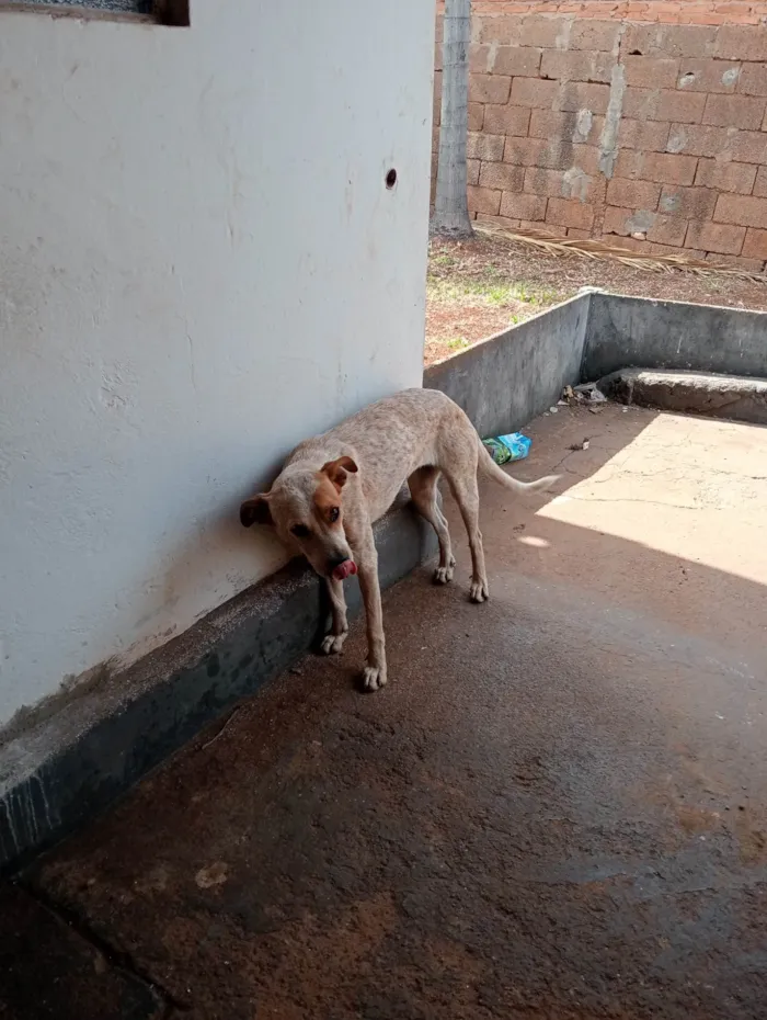 Cachorro ra a SRD-ViraLata idade 1 ano nome Atena 
