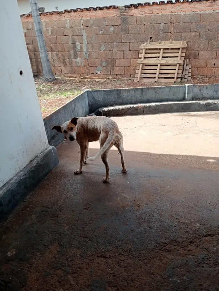 Cachorro ra a SRD-ViraLata idade 1 ano nome Atena 