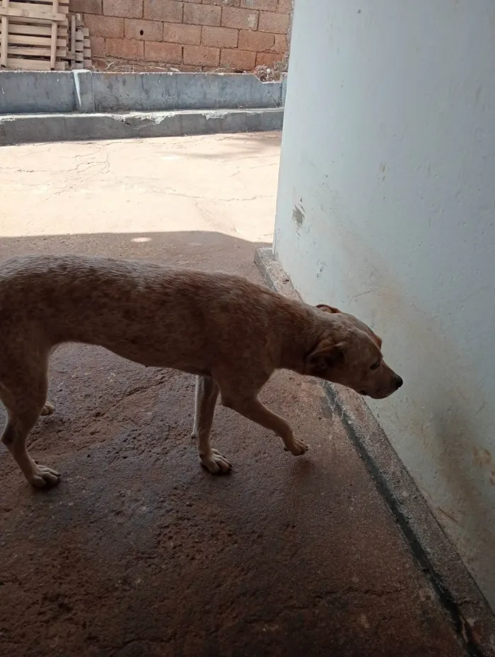 Cachorro ra a SRD-ViraLata idade 1 ano nome Atena 