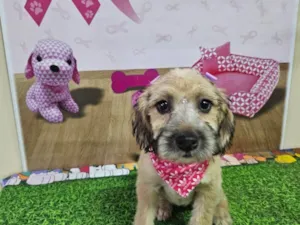 Cachorro raça SRD-ViraLata idade 2 a 6 meses nome QUITERIA MORENO DA SILVA