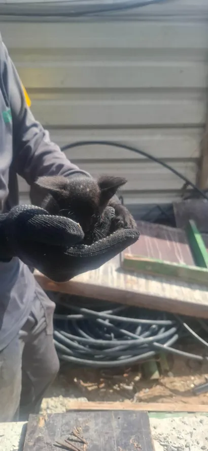 Gato raça SRD-ViraLata idade Abaixo de 2 meses nome Gatinho branco e preto