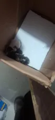 Gatinho branco e preto