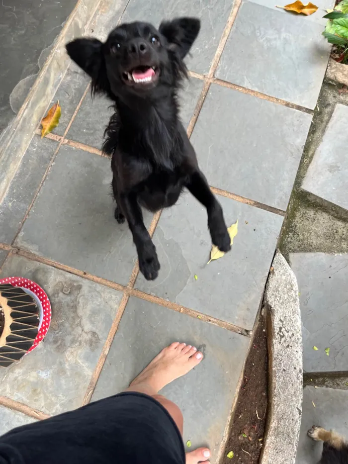 Cachorro ra a SRD-ViraLata idade 7 a 11 meses nome Briza