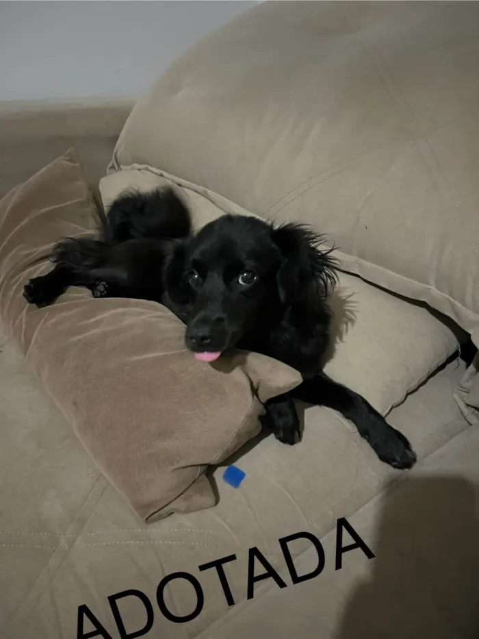 Cachorro ra a SRD-ViraLata idade 7 a 11 meses nome Briza