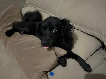 Cachorro raça SRD-ViraLata idade 7 a 11 meses nome Briza