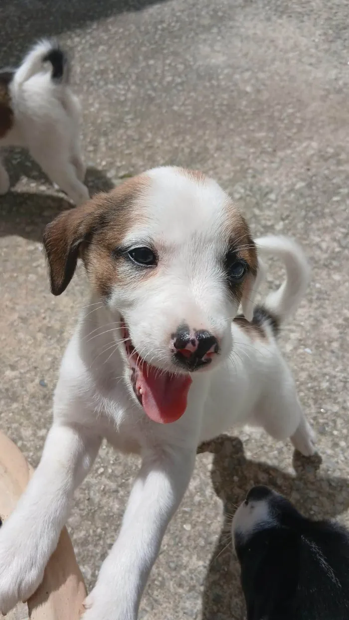 Cachorro ra a SRD-ViraLata idade Abaixo de 2 meses nome Amora