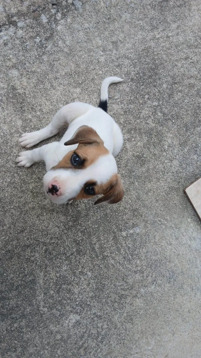 Cachorro ra a SRD-ViraLata idade Abaixo de 2 meses nome Luara
