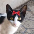 Bia