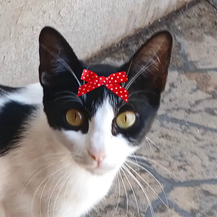 Gato ra a SRD-ViraLata idade 7 a 11 meses nome Bia