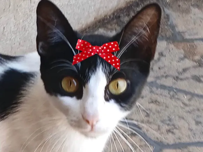 Gato ra a SRD-ViraLata idade 7 a 11 meses nome Bia