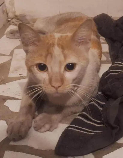Gato raça SRD-ViraLata idade 1 ano nome Gatinho laranja e branco