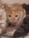 Gatinho laranja e branco