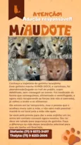 Gatinho laranja e branco