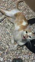 Gatinho laranja e branco