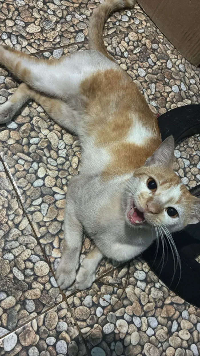 Gato ra a SRD-ViraLata idade 1 ano nome Gatinho laranja e branco