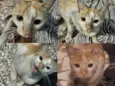 Gatinho laranja e branco
