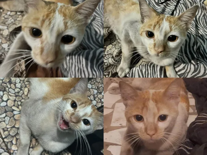 Gato ra a SRD-ViraLata idade 1 ano nome Gatinho laranja e branco