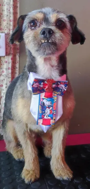 Cachorro raça SRD-ViraLata idade 4 anos nome Kênai 